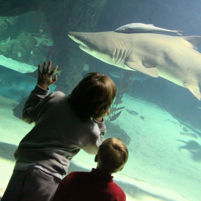 Zoo Aquarium Madrid Tiburones